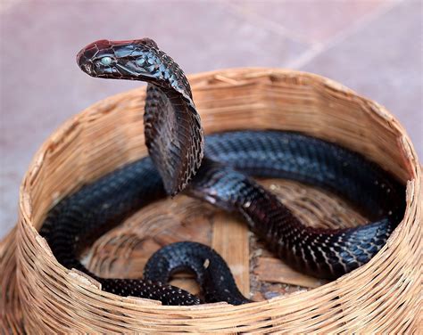 Angka shio ular kobra pinterest